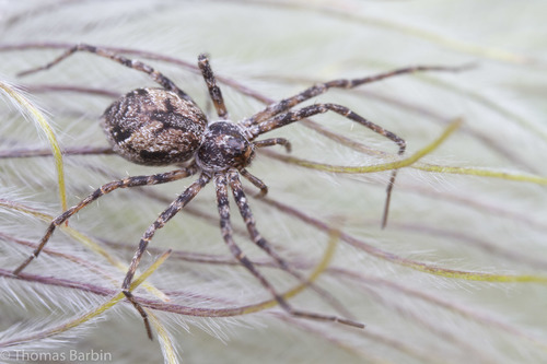 Alaska Running Crab Spider