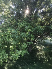 Pyrus ussuriensis