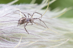 Rhysodromus alascensis