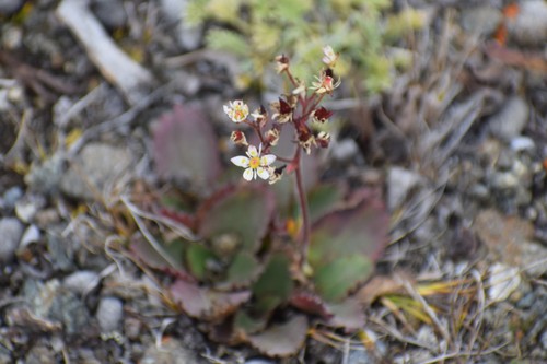 Micranthes reflexa (Micranthes reflexa)