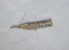 Neodactria zeellus