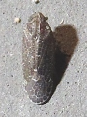 Plectoderini