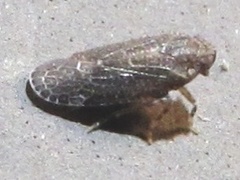Plectoderini