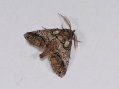 Paectes abrostolella