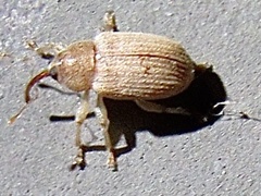 Lignyodes helvolus