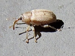 Lignyodes helvolus