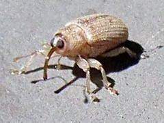 Lignyodes helvolus