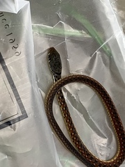 Xenochrophis maculatus