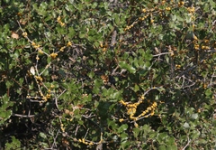 Cerococcus quercus
