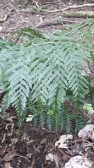 Asplenium × lucrosum
