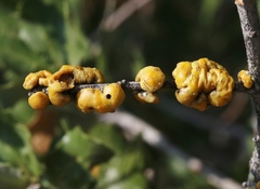 Cerococcus quercus