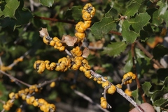 Cerococcus quercus