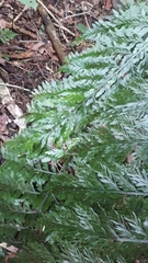 Asplenium × lucrosum
