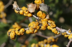 Cerococcus quercus