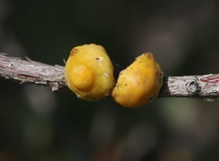 Cerococcus quercus
