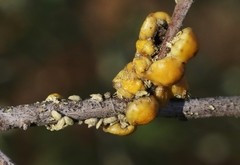 Cerococcus quercus