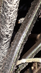 Asplenium × lucrosum