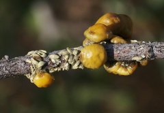 Cerococcus quercus