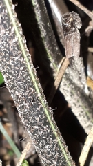 Asplenium × lucrosum