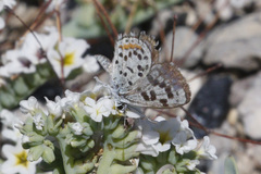Euphilotes battoides