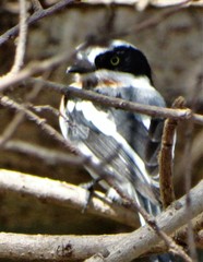 Batis molitor molitor