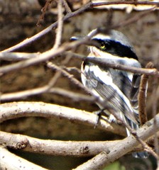 Batis molitor molitor