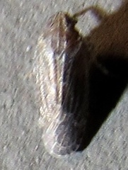 Plectoderini