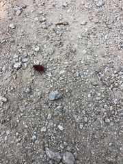 Dasymutilla flammifera