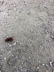 Dasymutilla flammifera