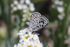 Euphilotes battoides