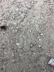 Dasymutilla flammifera