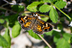 Phyciodes phaon phaon