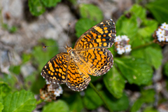 Phyciodes graphica graphica