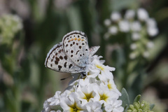 Euphilotes battoides