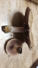 Agaricus micromegethus