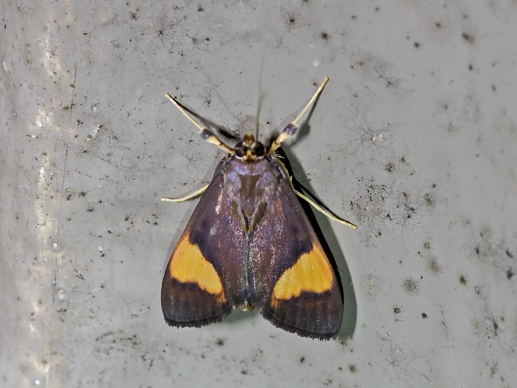 Syllepte curiusalis