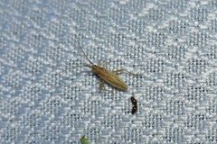 Stenodema trispinosum