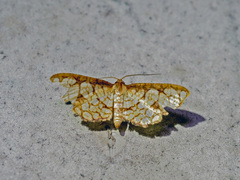Hypolamprus