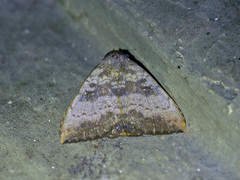 Scedopla umbrosa