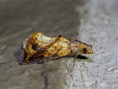 Plusiodonta coelonota