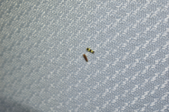 Erythroneura rubra