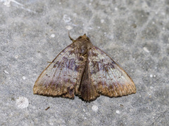 Scedopla umbrosa