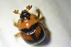 Bolbocerosoma hamatum