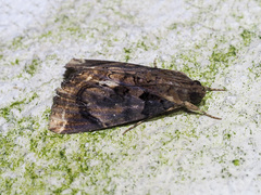 Ercheia