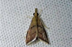 Microcausta flavipunctalis