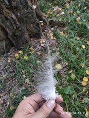 Haliaeetus albicilla