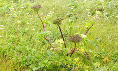Angelica gmelinii