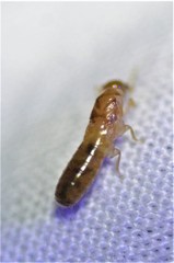 Cryptotermes cavifrons