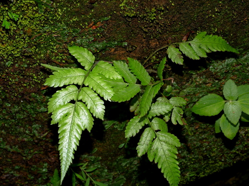 Cyclosorus latipinnus