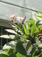 Plumeria